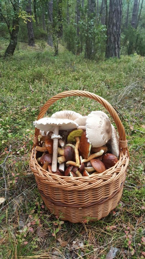 Borywood Βίλα Male Gacno Εξωτερικό φωτογραφία